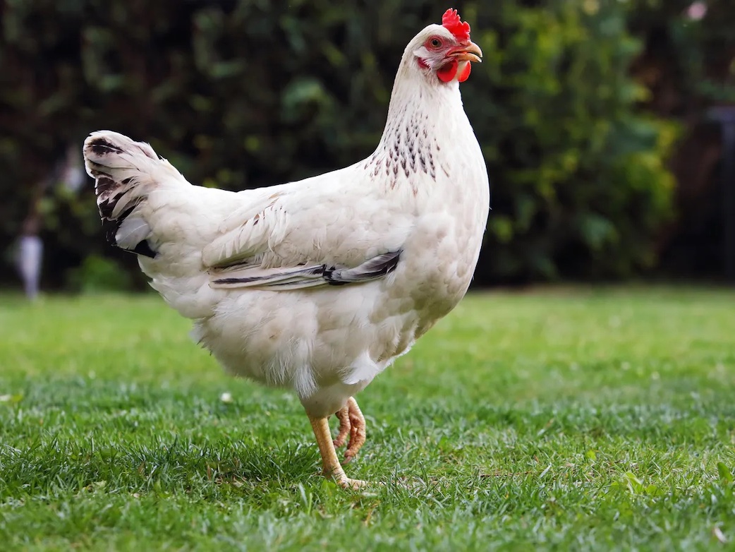 Poultry testing for Fair scheduled for September 12