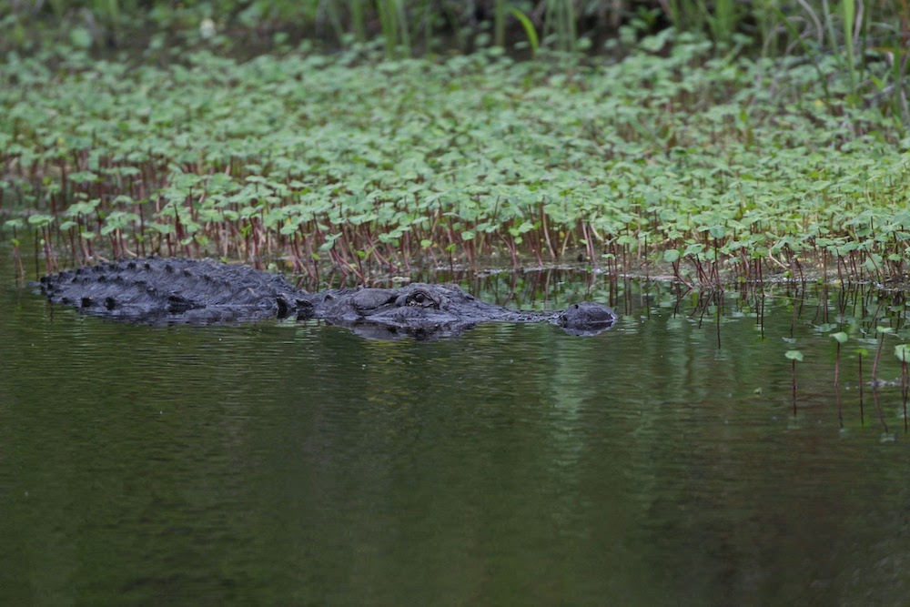 Arkansas alligator season opens September 17