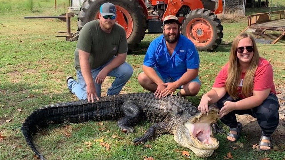 Arkansas alligator season ends with 161 successful hunters