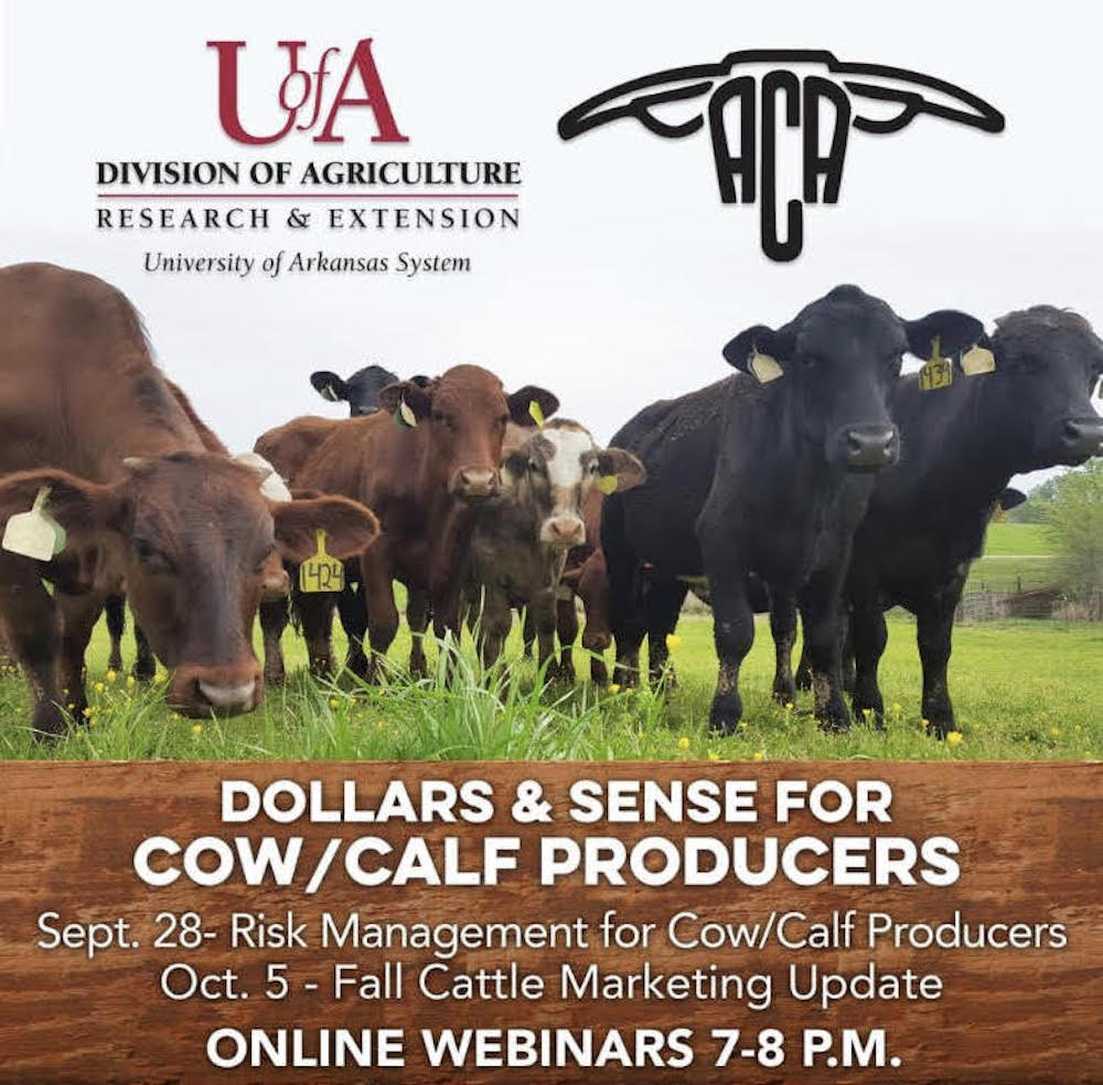 Cattle producers’ webinars