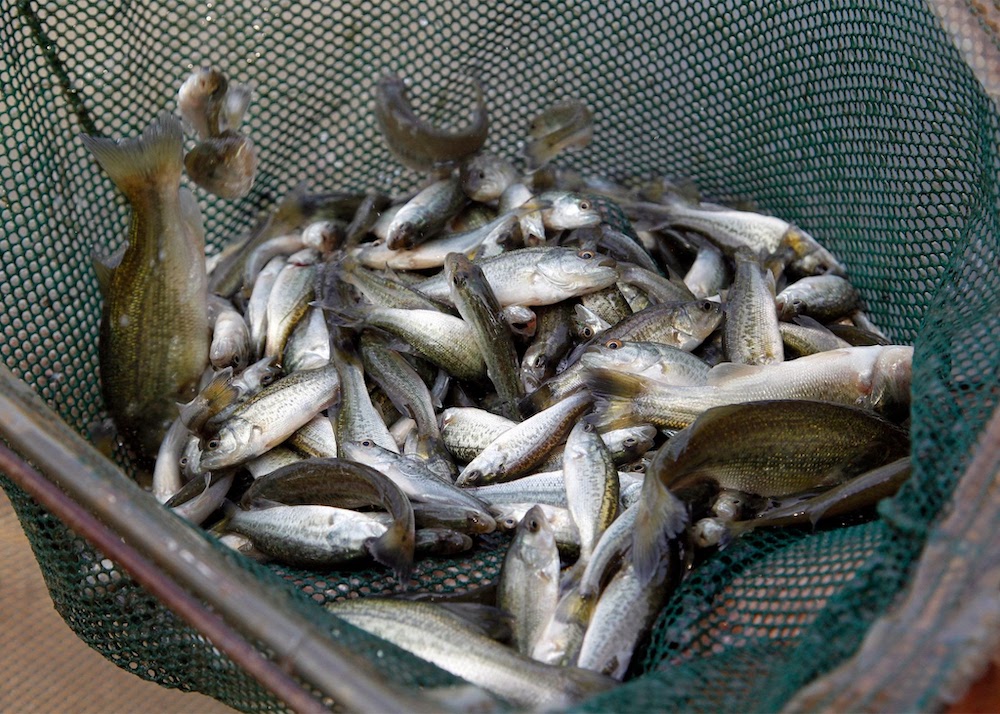 AGFC, partners stock more than 12.5 million fish in 2021