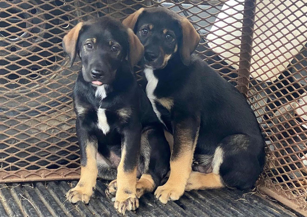 Two new puppies available for adoption from the Warren Pound