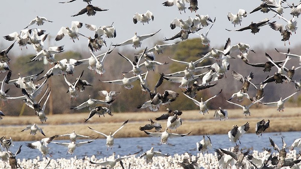 Birders benefit from waterfowl habitat program