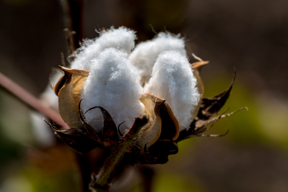Arkansas cotton farmers to receive 75 cents per acre rebate from the Arkansas Boll Weevil Eradication Foundation