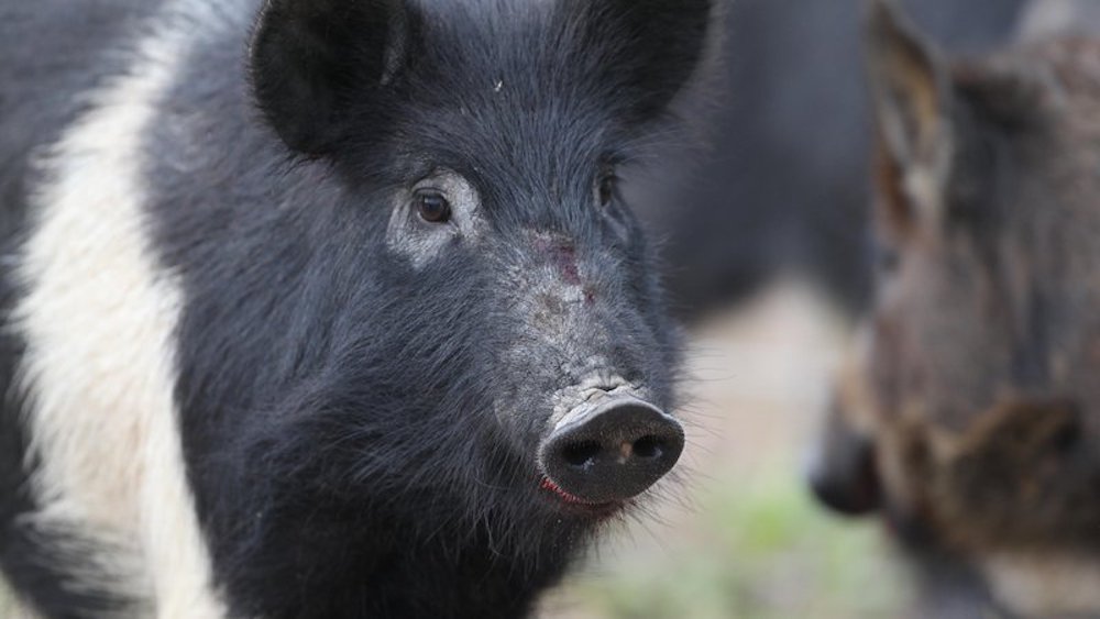 Cut-Off Creek and Seven Devils WMAs closed February 20-26 for feral hog population reductions