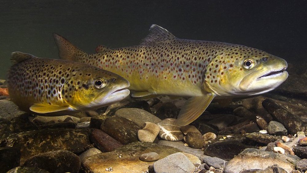 AGFC, UAPB to present trout research at Greers Ferry Tailwater plan meeting March 21