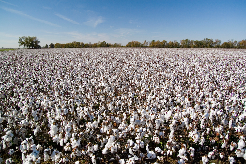 Arkansas growers go in strong for cotton and soybean, pull back from corn