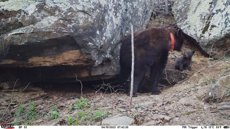 Public bear surveys can help bear conservation in Arkansas