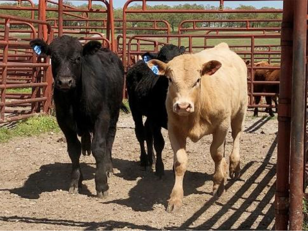 Beef quality assurance certification course set for May 13 in Magnolia