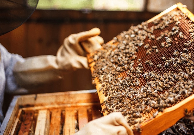 Extension offers course in beekeeping basics