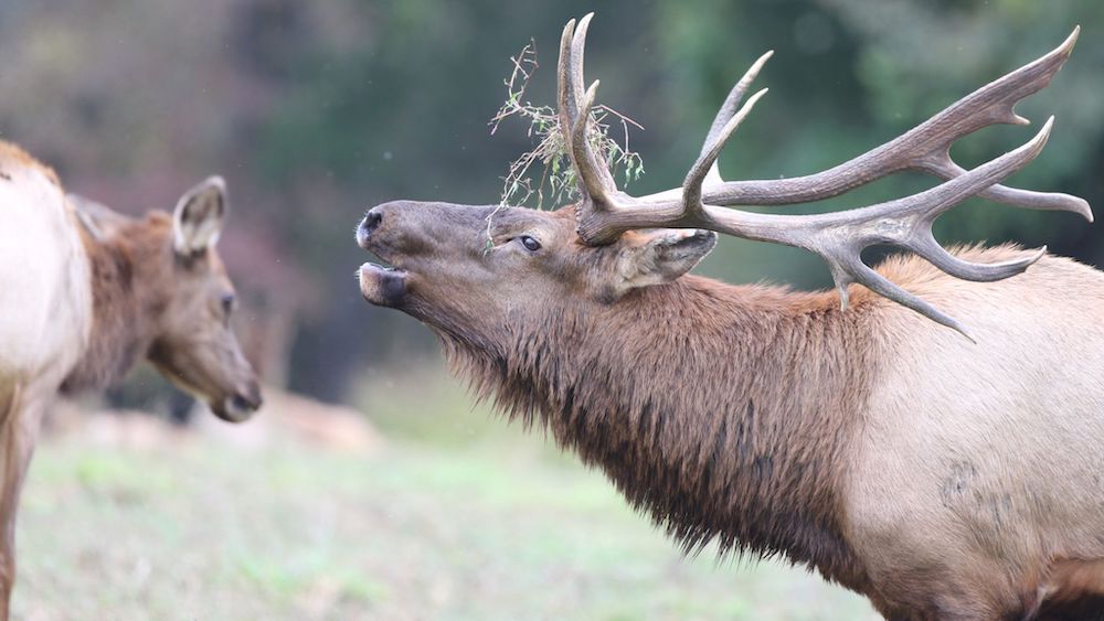 Apply for an Arkansas elk hunting permit beginning May 1