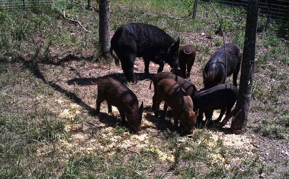 Additional Funds Aid Efforts to Remove Feral Hogs from Arkansas