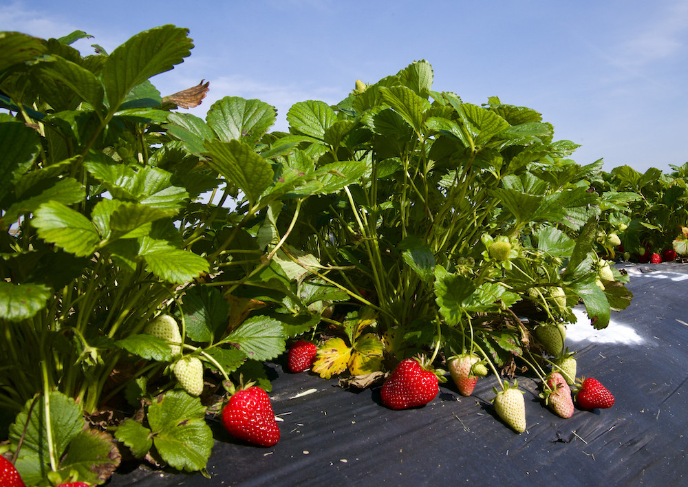 Fall planting strawberries? When is too late, and too early, to plant in Arkansas?