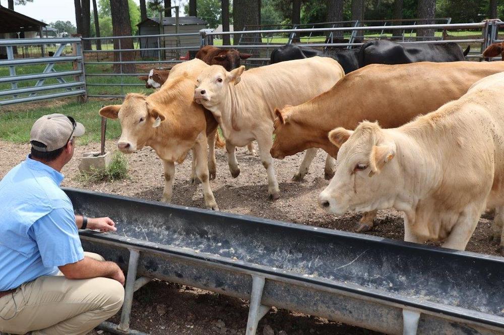 Reputation Helps Ag School Cattle Auction