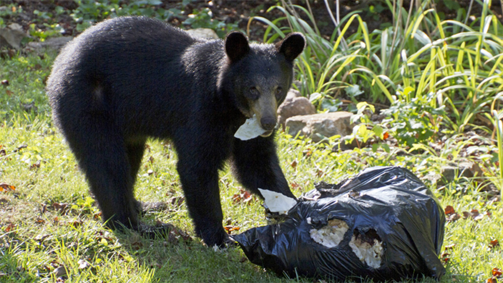 Spring bear sightings don’t have to mean ‘trouble bruin’