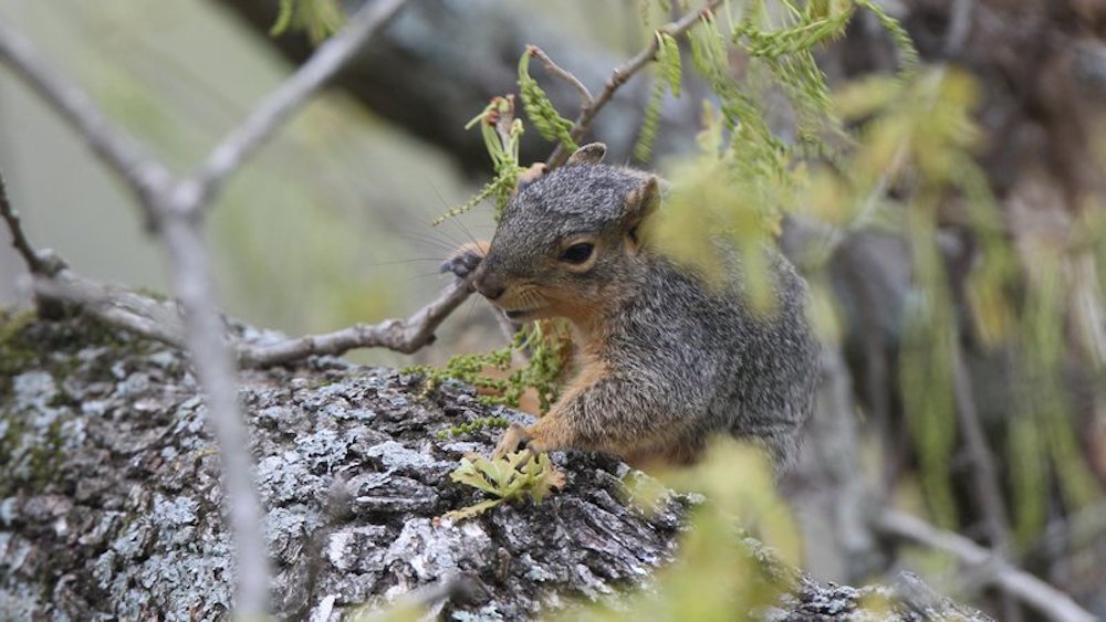 Arkansas squirrel season opens May 15