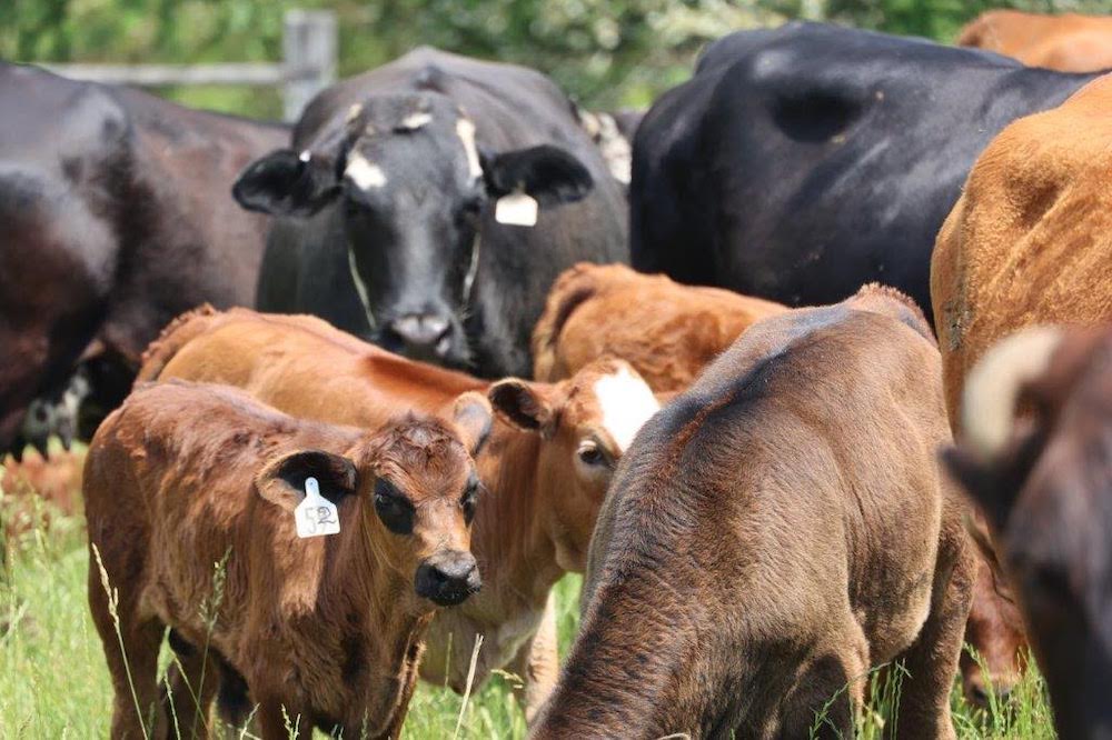 UAM cattle breeding program enters new phase