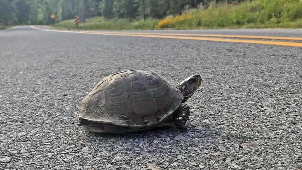 Turtles taking to the streets; don’t box them in