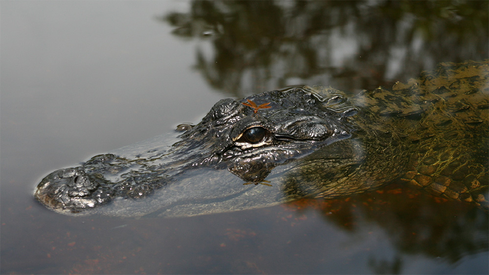 Apply for a 2022 Arkansas alligator hunt permit