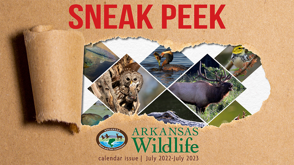 Subscribe to Arkansas Wildlife, receive 2022-23 calendar
