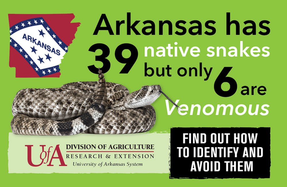 Identify, avoid Arkansas’ six venomous snake species this summer