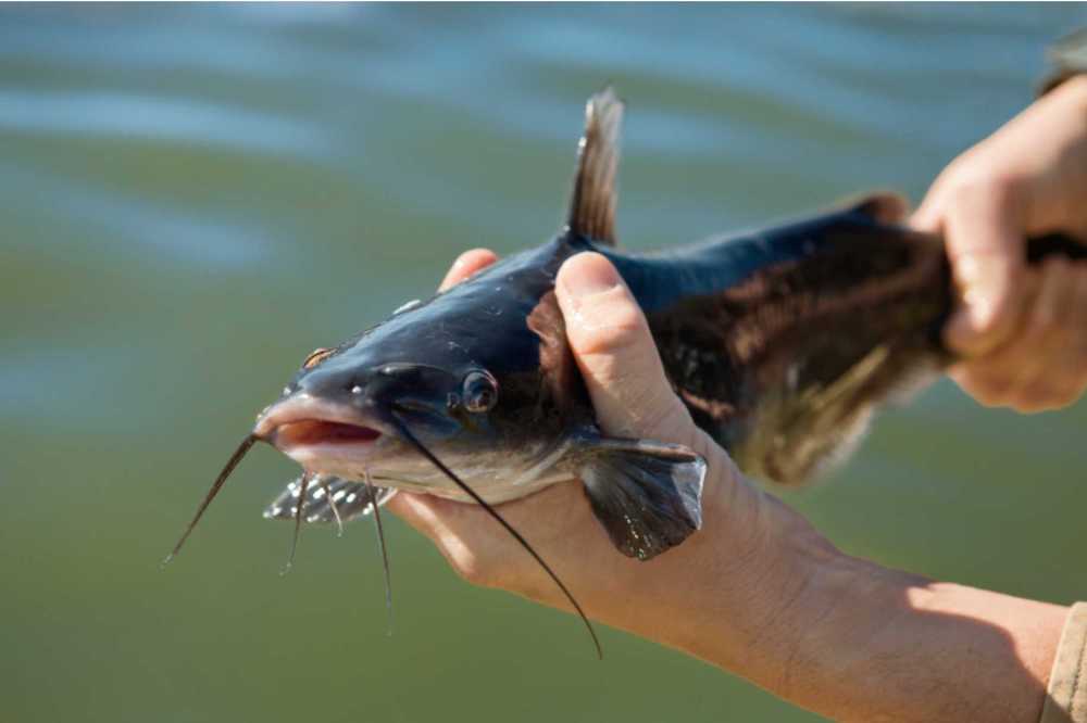 August is Catfish Month in Arkansas