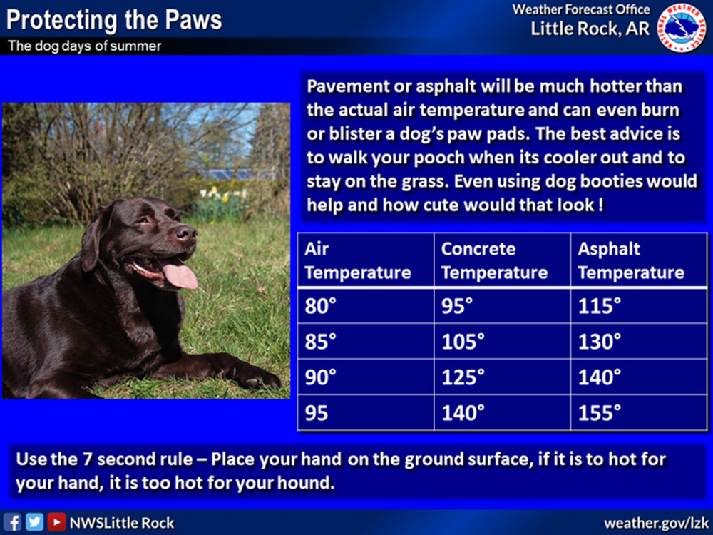 Remember to protect your dogs in this extreme heat