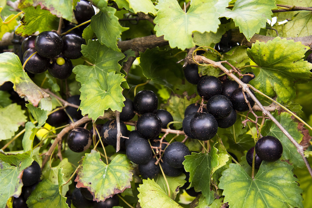 Muscadine grape workshop and field day set for September 19 in Clarksville