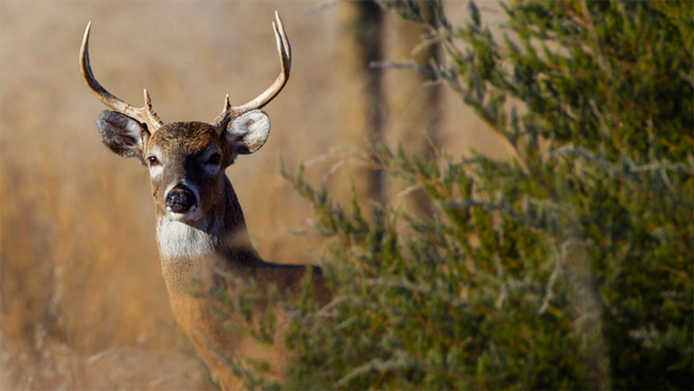 Public meetings scheduled for deer health information