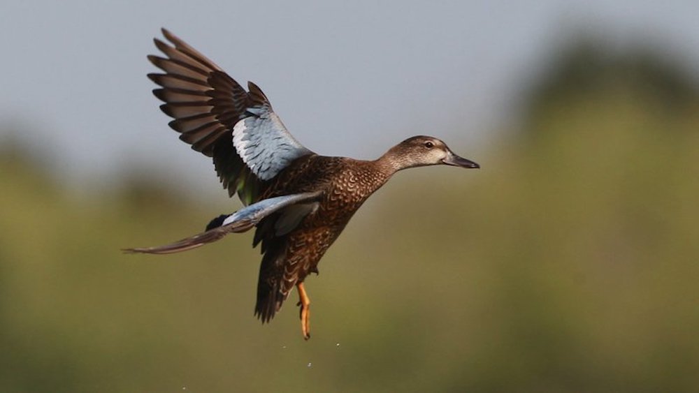 Early teal season offers two-week teaser of waterfowl action ahead