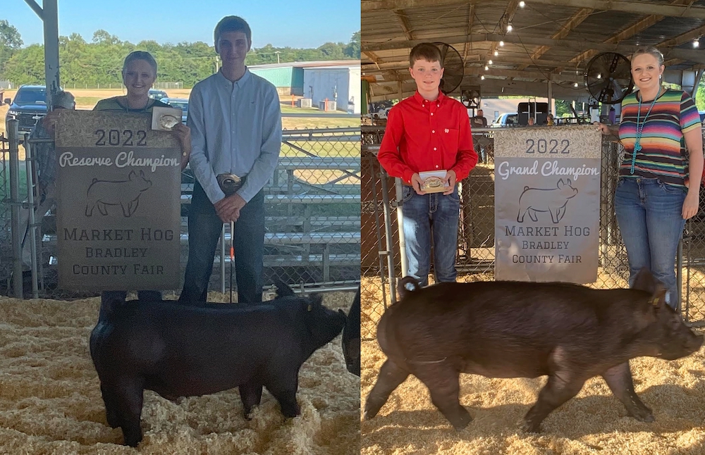 Swine portion of the Bradley County Fair Livestock show held Monday