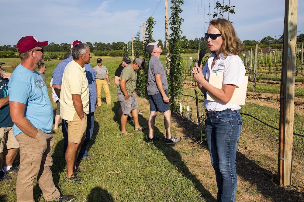 Arkansas breweries partner in Arkansas Ag Experiment Station hops study