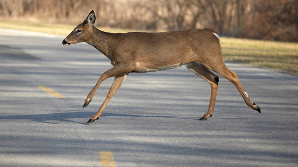 Motorists, be on the lookout for deer on highways