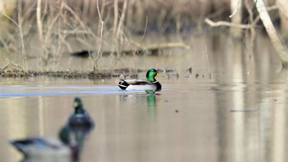 Duck season opens with water concerns throughout State