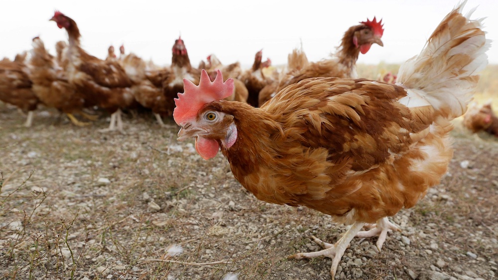 Avian influenza confirmed in third Arkansas poultry flock; Producers urged to take precautions