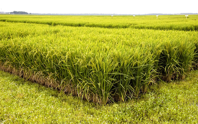 Arkansas ag researchers seek climate-resilient rice as part of USDA grant