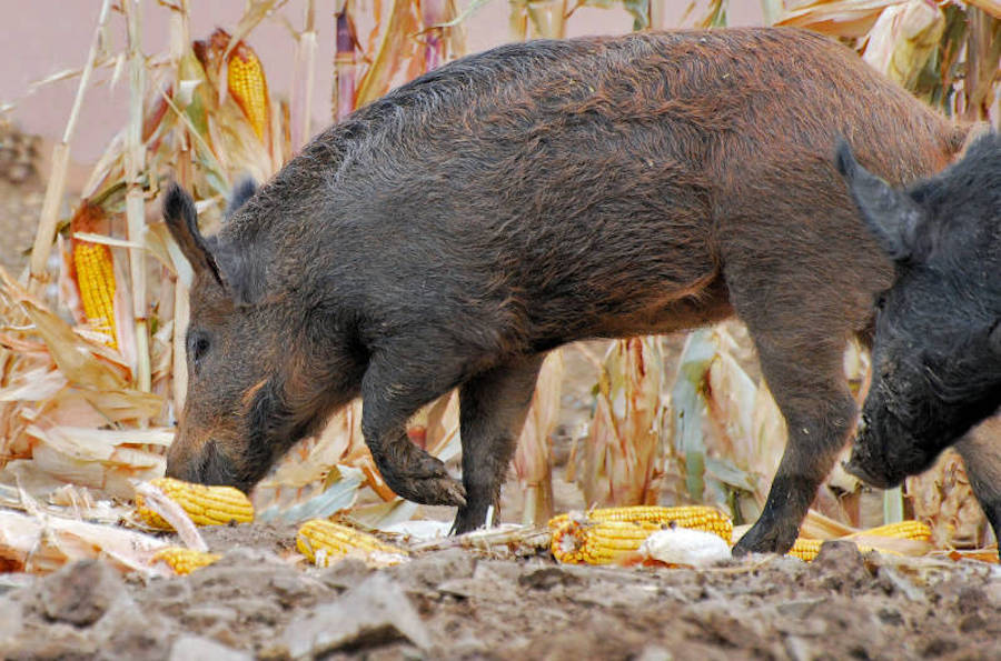 Ark-La-Tex feral hog damage assessment provides deeper understanding