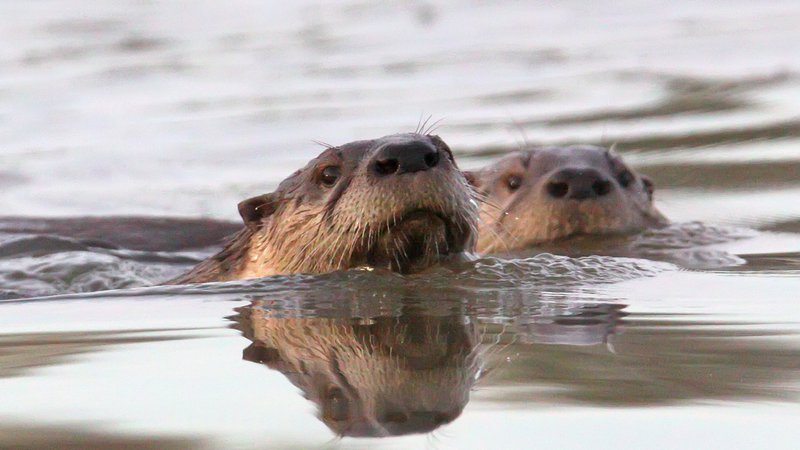 River otters offer antics for winter wildlife watchers