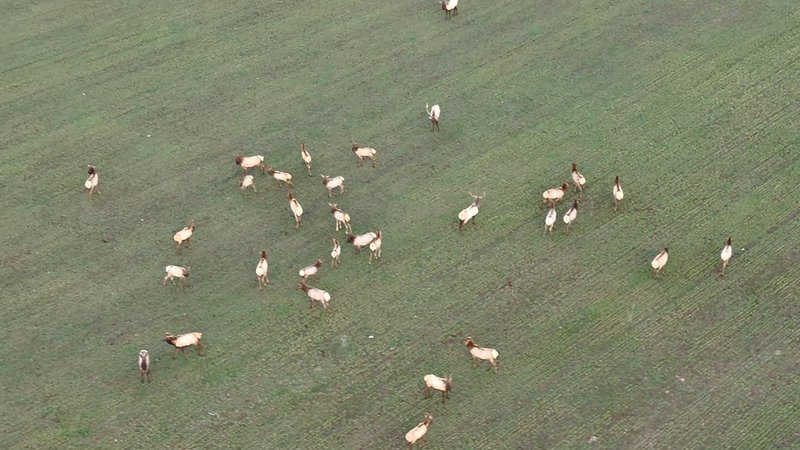 Aerial surveys show slight increase in Arkansas elk population