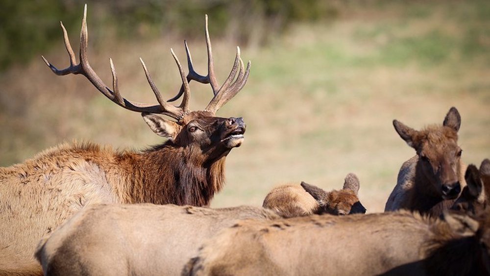 Apply for an Arkansas elk hunting permit May 1-15