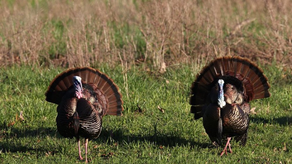 Turkey-poaching trend troubling Arkansas game wardens
