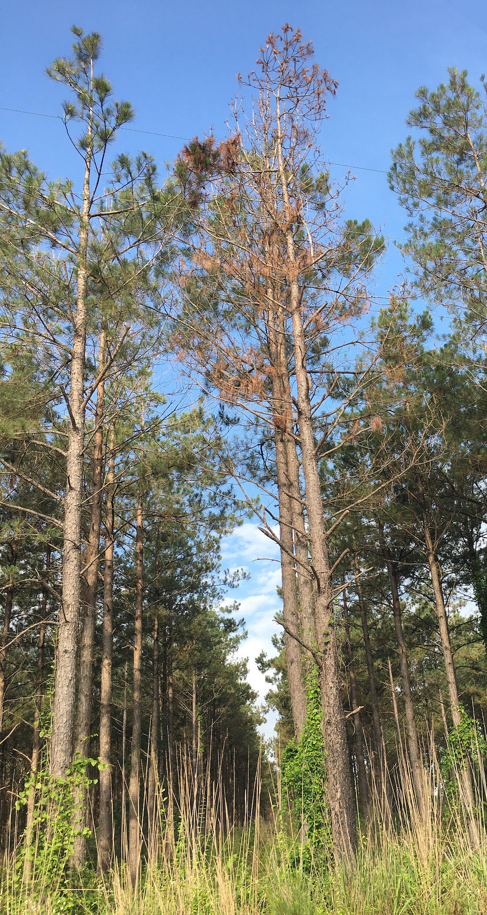Researchers turn to AI, remote sensing to find cause of pine declines
