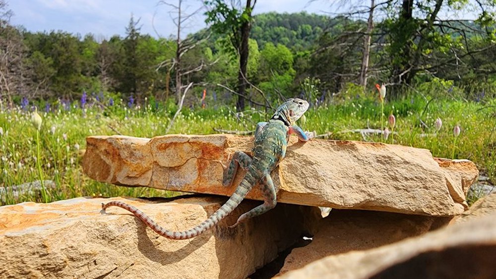 Lizards bred in zoo scurry off to new homes