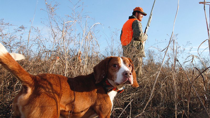 Departee Creek diversity surprises hunters and birdwatchers