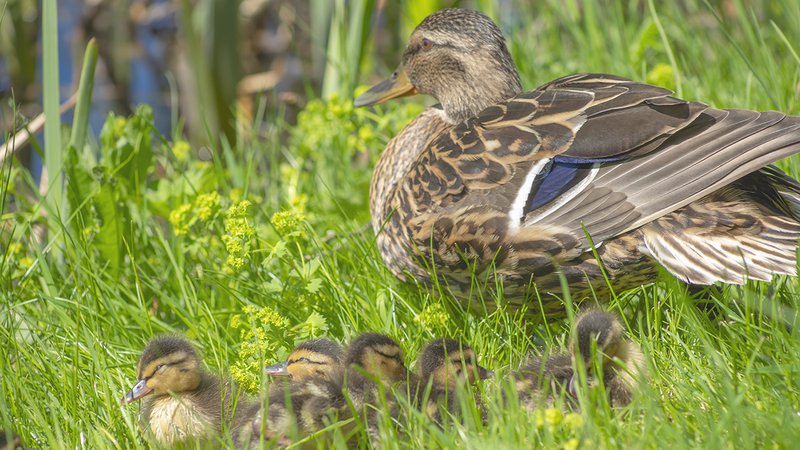 Duck numbers drop in breeding grounds