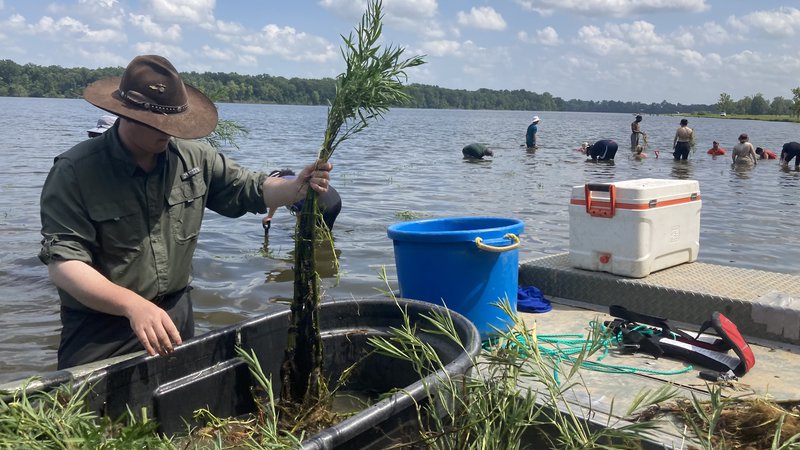 High school scholars plant conservation roots in Pine Bluff Harbor