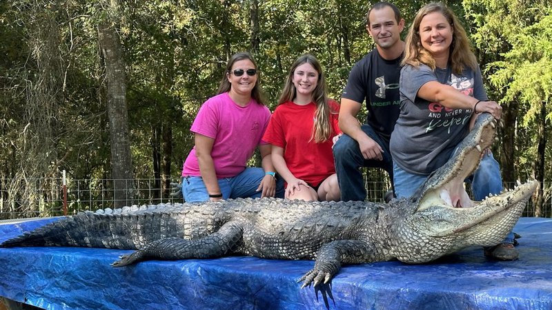 Arkansas hunters set alligator harvest record