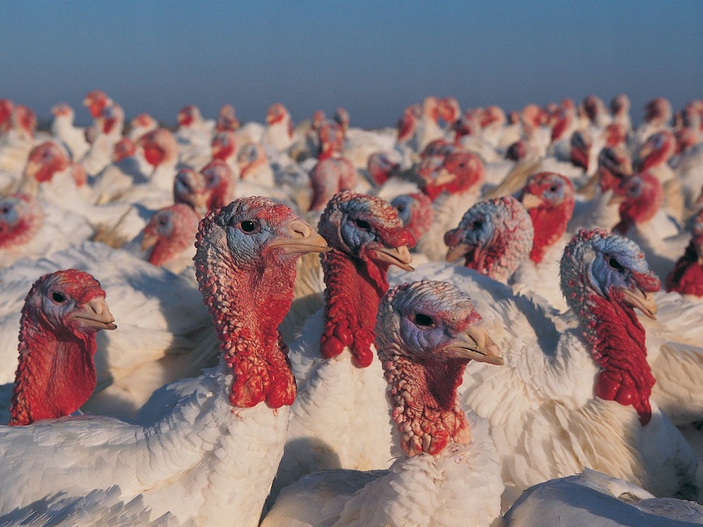 Thanksgiving: Resilient turkey industry rebounds from HPAI, adapts to evolving market