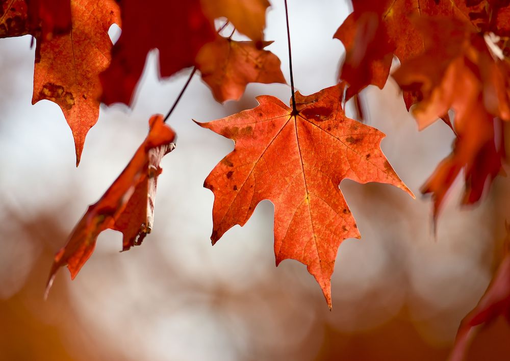 Entergy Arkansas offers tips for keeping fall safe, fun