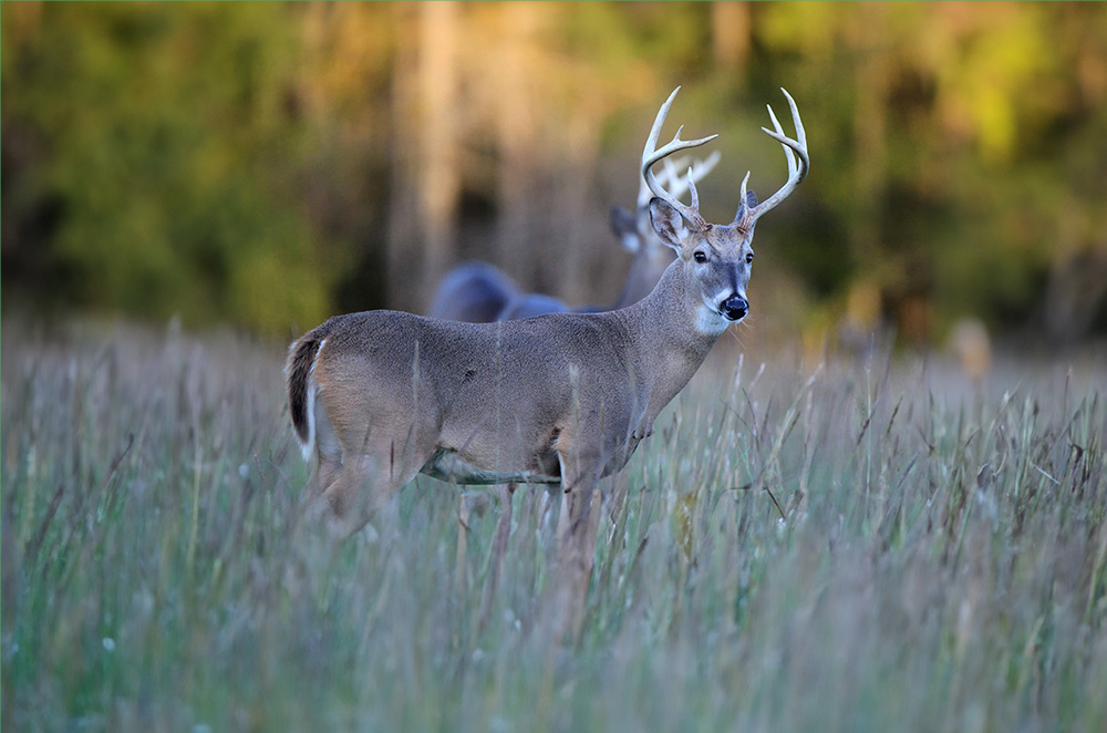 Check your deer online this deer hunting season